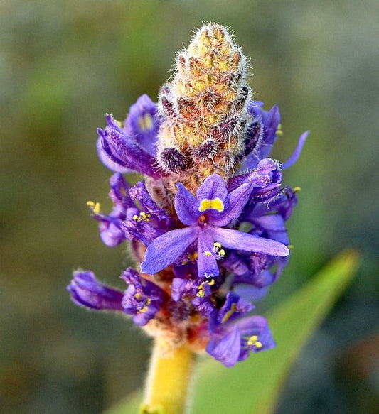  Herzblättrige Hechtkraut - Pontederia Cordata