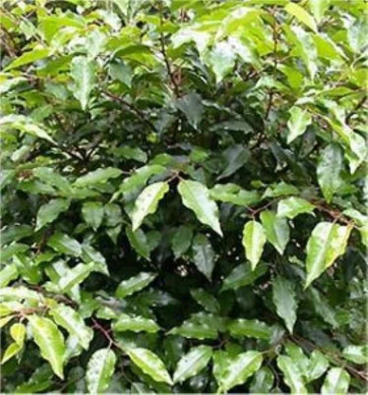  Portugiesische Lorbeerkirsche Angustifolia 125-150cm - Prunus Lusitanica