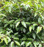  Portugiesische Lorbeerkirsche Angustifolia 125-150cm - Prunus Lusitanica