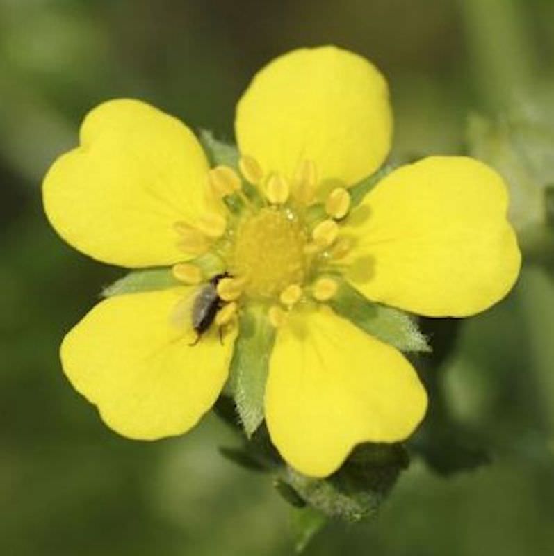  Silberfingerkraut - Potentilla Argentea