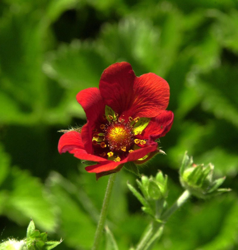  Fingerkraut Gibson Scarlett - Potentilla Atrosanguinea