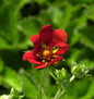  Fingerkraut Gibson Scarlett - Potentilla Atrosanguinea