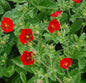  Fingerkraut Scharlach Rot - Potentilla Atrosanguinea