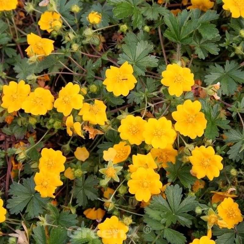  Zottiges Fingerkraut - Potentilla Crantzii