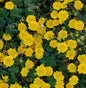  Fingerkraut Yellow Queen - Potentilla Cultorum