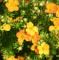  10x Kleiner Spierstrauch Bella Sol - Potentilla Fruticosa