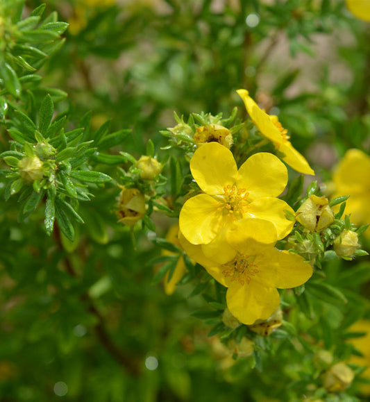  10x Fünffingerstrauch Goldstern - Potentilla Fruticosa