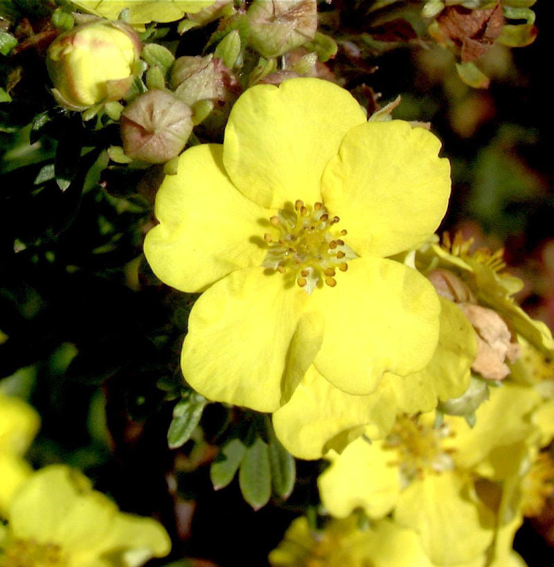  10x Kleiner Spierstrauch Goldteppich - Potentilla Fruticosa