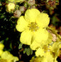  10x Kleiner Spierstrauch Goldteppich - Potentilla Fruticosa