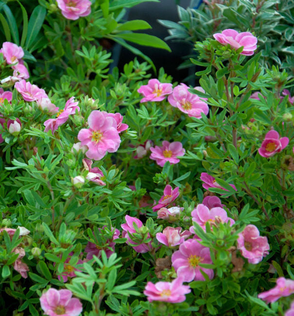  10x Kleiner Spierstrauch Pink Queen - Potentilla Fruticosa