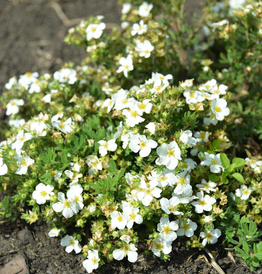  10x Fünffingerstrauch Snowflake - Potentilla Fruticosa