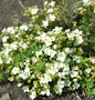  10x Fünffingerstrauch Snowflake - Potentilla Fruticosa