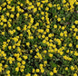  Frühlingsfingerkraut - Potentilla Neumanniana
