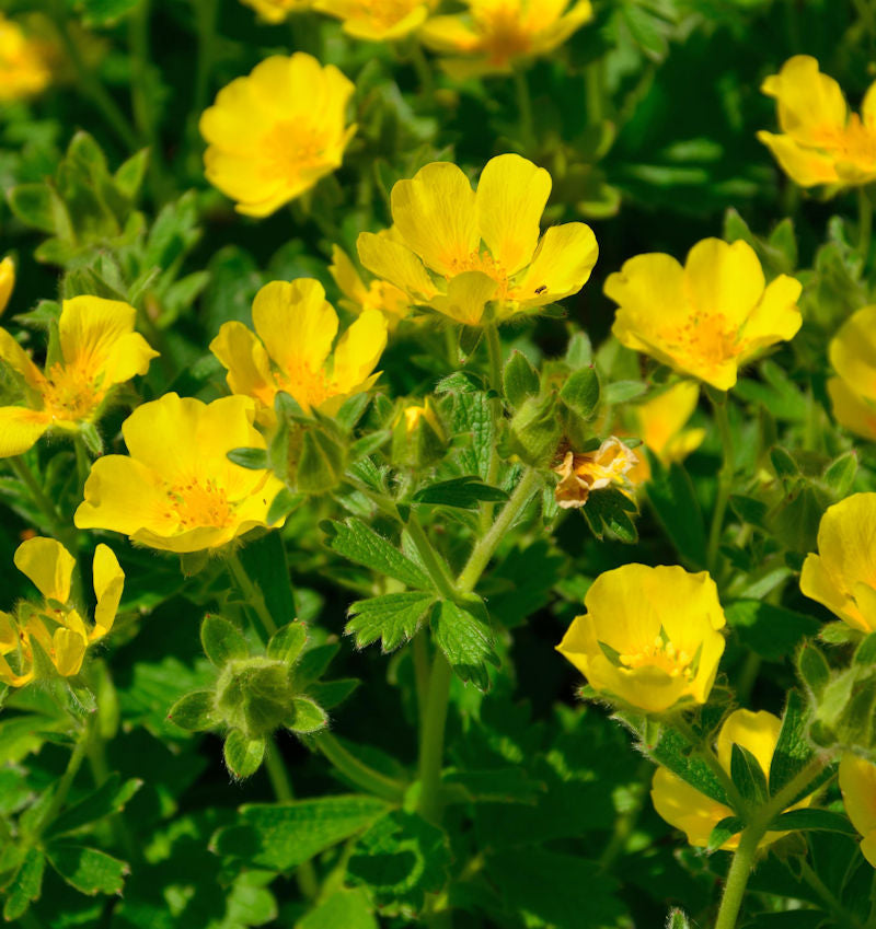 Großblütiges Fingerkraut - Potentilla Megalantha