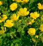 Großblütiges Fingerkraut - Potentilla Megalantha