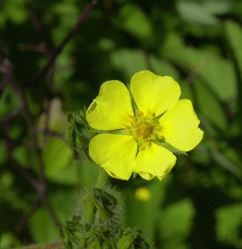  Aufrechtes Fingerkraut - Potentilla Recta