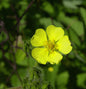  Aufrechtes Fingerkraut - Potentilla Recta