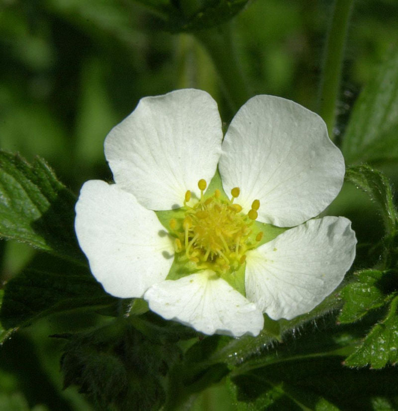  Felsen Fingerkraut - Potentilla Rupestris