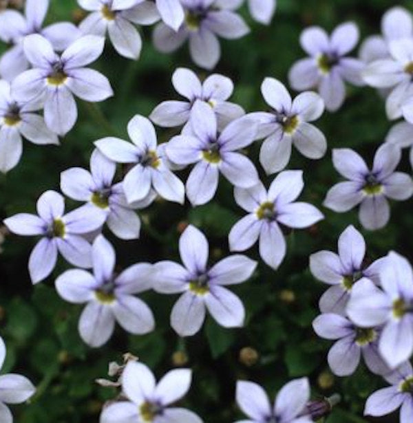  Blauer Bubikopf - Pratia Pedunculata