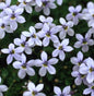  Blauer Bubikopf - Pratia Pedunculata