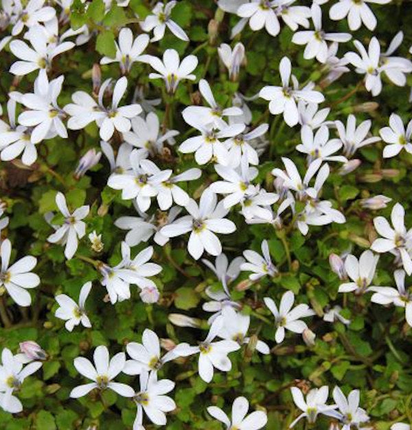  Bubikopf Treadwellii - Pratia Pedunculata