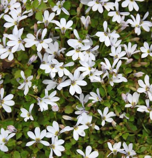  Bubikopf Treadwellii - Pratia Pedunculata