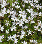  Bubikopf Treadwellii - Pratia Pedunculata