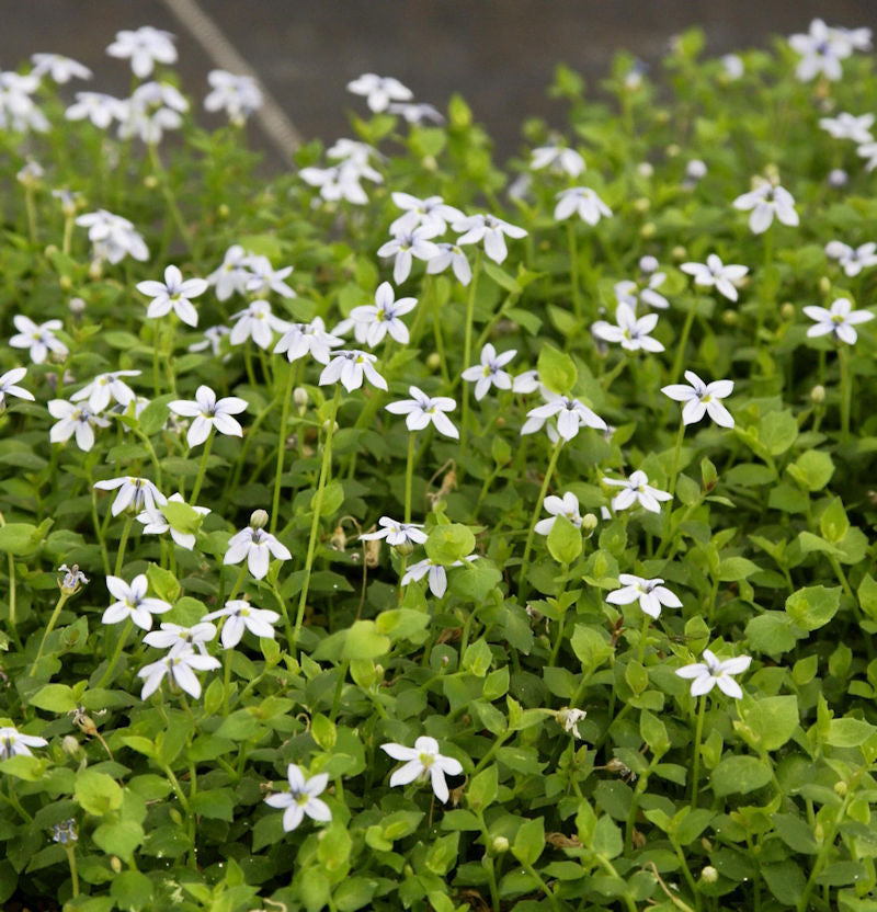  Bubikopf Alba - Pratia Pedunculata