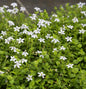  Bubikopf Alba - Pratia Pedunculata