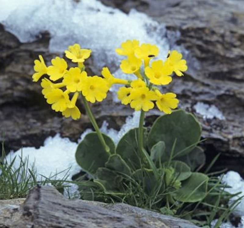  Alpenaurikel - Primula Auricula