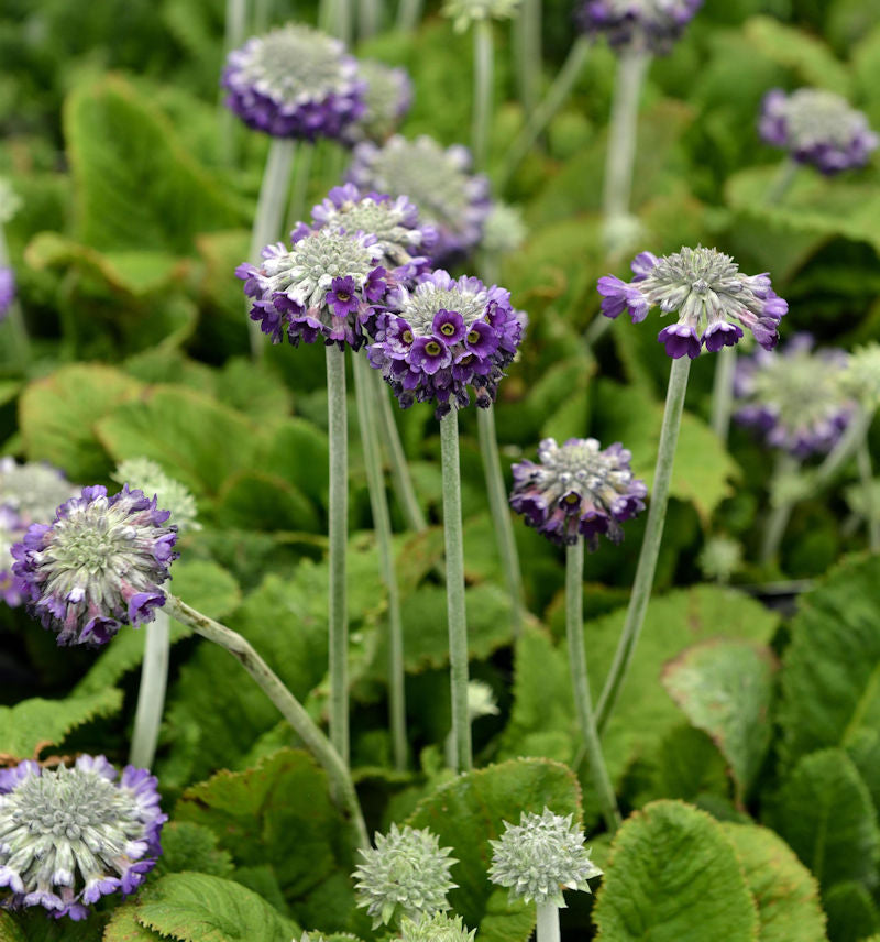  Kopf Primel Noverna Deep Blue - Primula Capitata