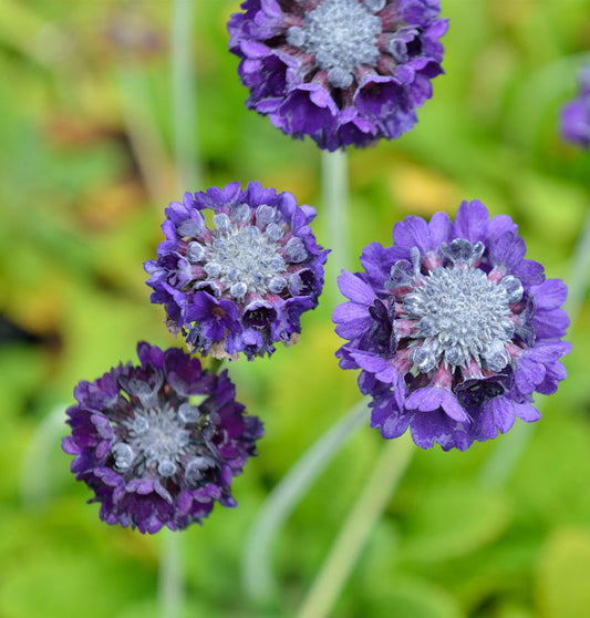  Kugelprimel Blaue Auslese - Primula Denticulata