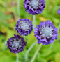  Kugelprimel Blaue Auslese - Primula Denticulata