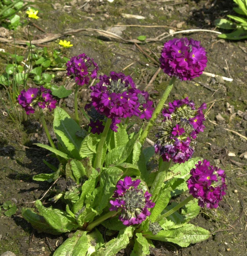  Kugelprimel Rubin - Primula Denticulata
