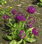  Kugelprimel Rubin - Primula Denticulata