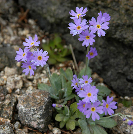  Mehlprimel - Primula Farinosa