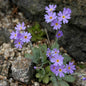  Mehlprimel - Primula Farinosa