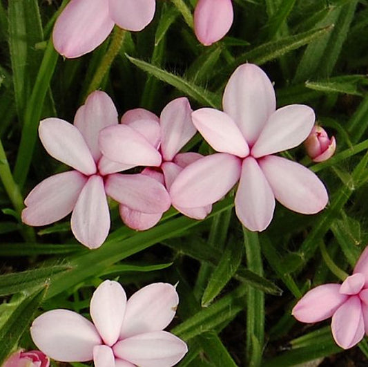  Etagenprimel Appleblossum - Primula Japonica