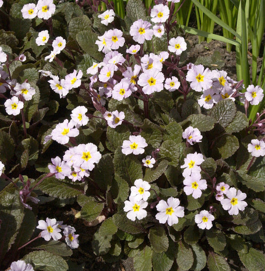  Teppich-Schlüsselblume Garryard Guinevere - Primula Juliae