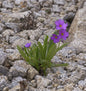  Parrys Primel - Primula Parryi