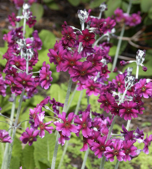  Primel Pulverulenta - Primula Pulverulenta