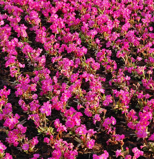  Rosen Primel Gigas - Primula Rosea