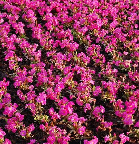  Rosen Primel Gigas - Primula Rosea