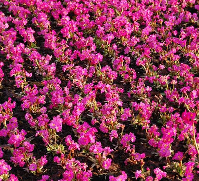  Rosen Primel Grandiflora - Primula Rosea