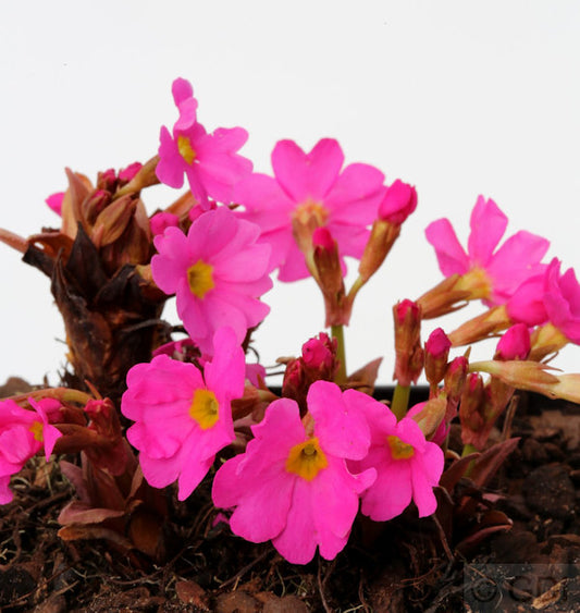 Rosen Primel - Primula Rosea