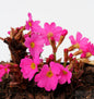  Rosen Primel - Primula Rosea