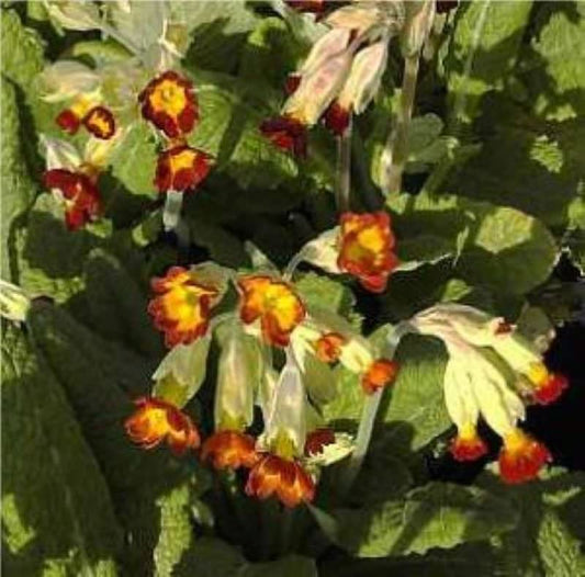  Echte Schlüsselblume Sunset Shades - Primula Veris