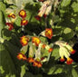  Echte Schlüsselblume Sunset Shades - Primula Veris