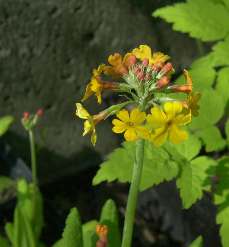  Gelber Etagenprimel - Primula Bulleyana