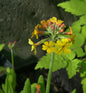  Gelber Etagenprimel - Primula Bulleyana